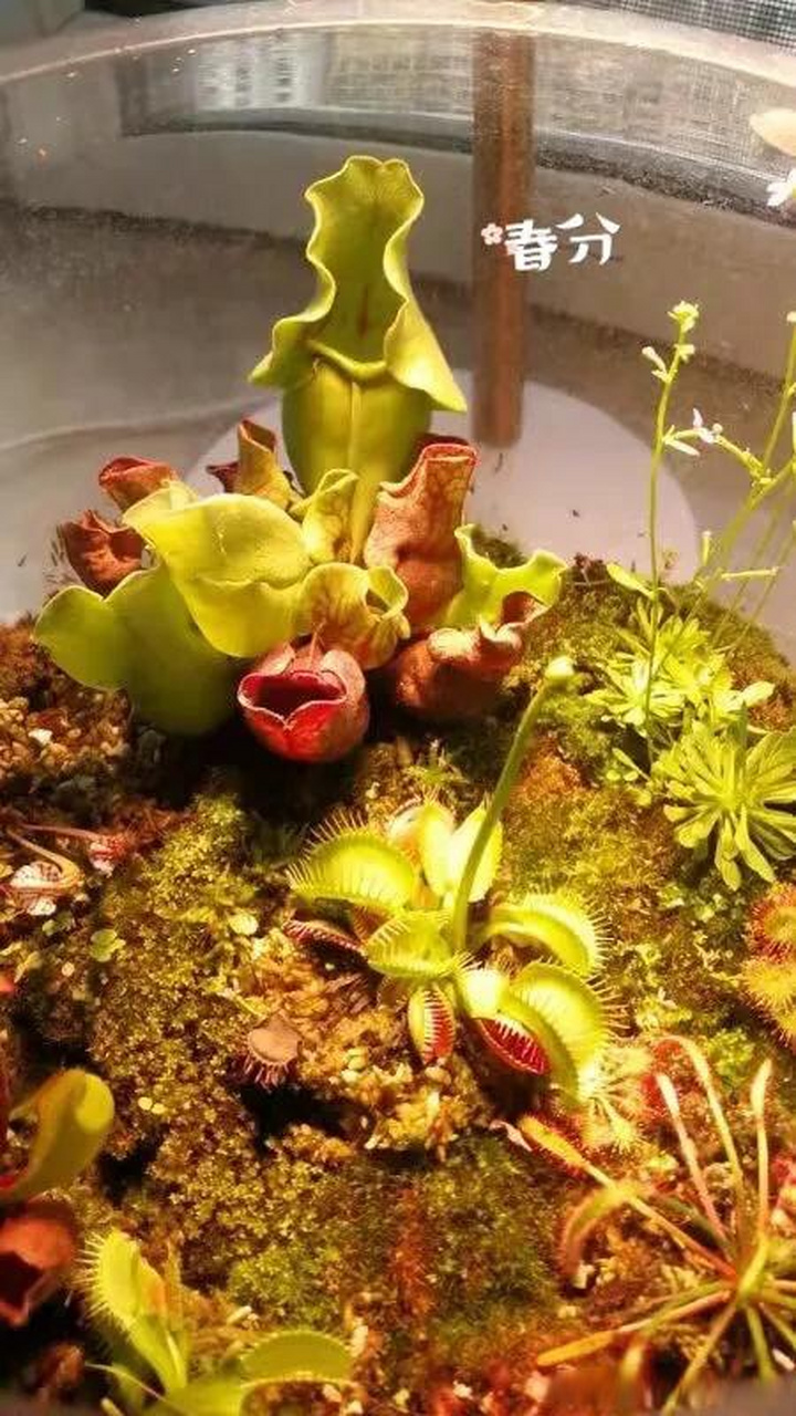 山东花友养的食虫植物捕蝇草和蝎子迷你茅膏菜 还有一个超级大的食虫
