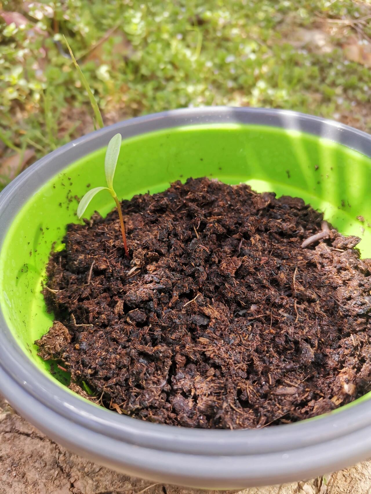 波斯菊成长日记