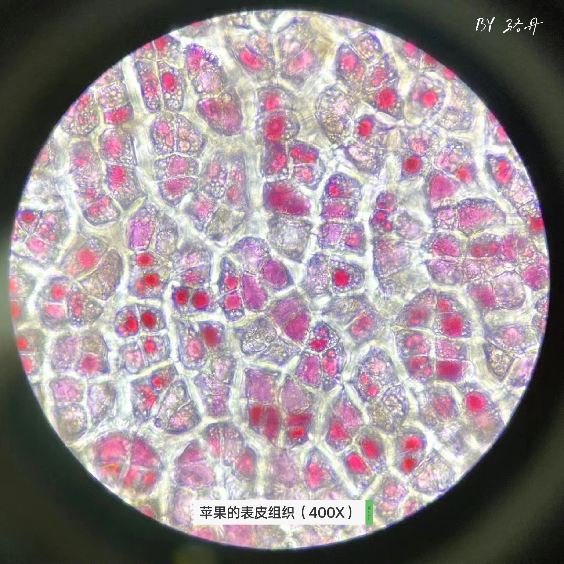 显微镜下的世界