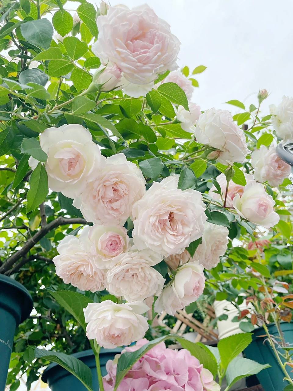 波莱罗月季 复花超感人一大撮直接压弯枝条