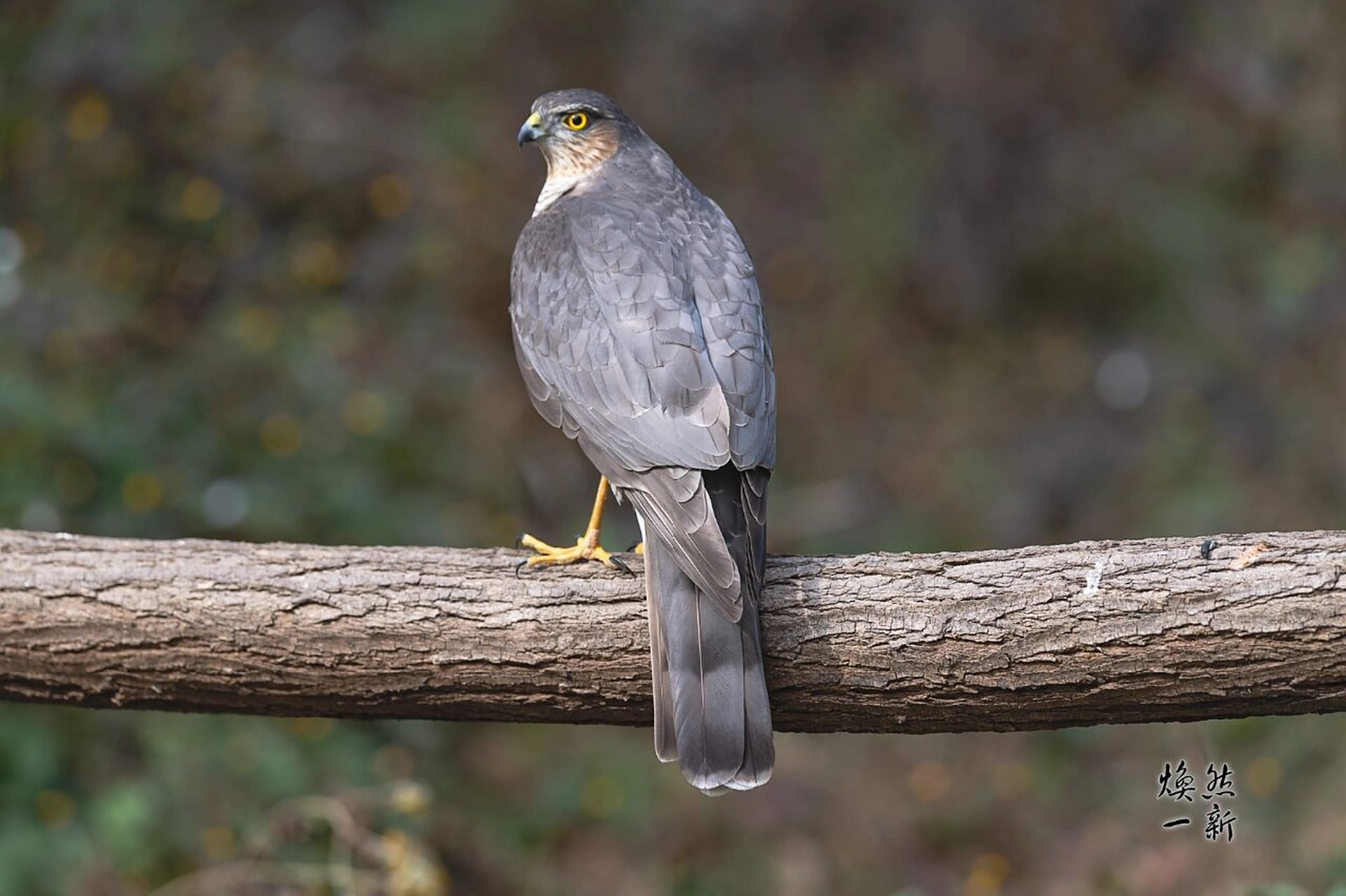 雀鹰 雀鹰(学名:accipiter nisus)属小型猛禽,体长30-41厘米.
