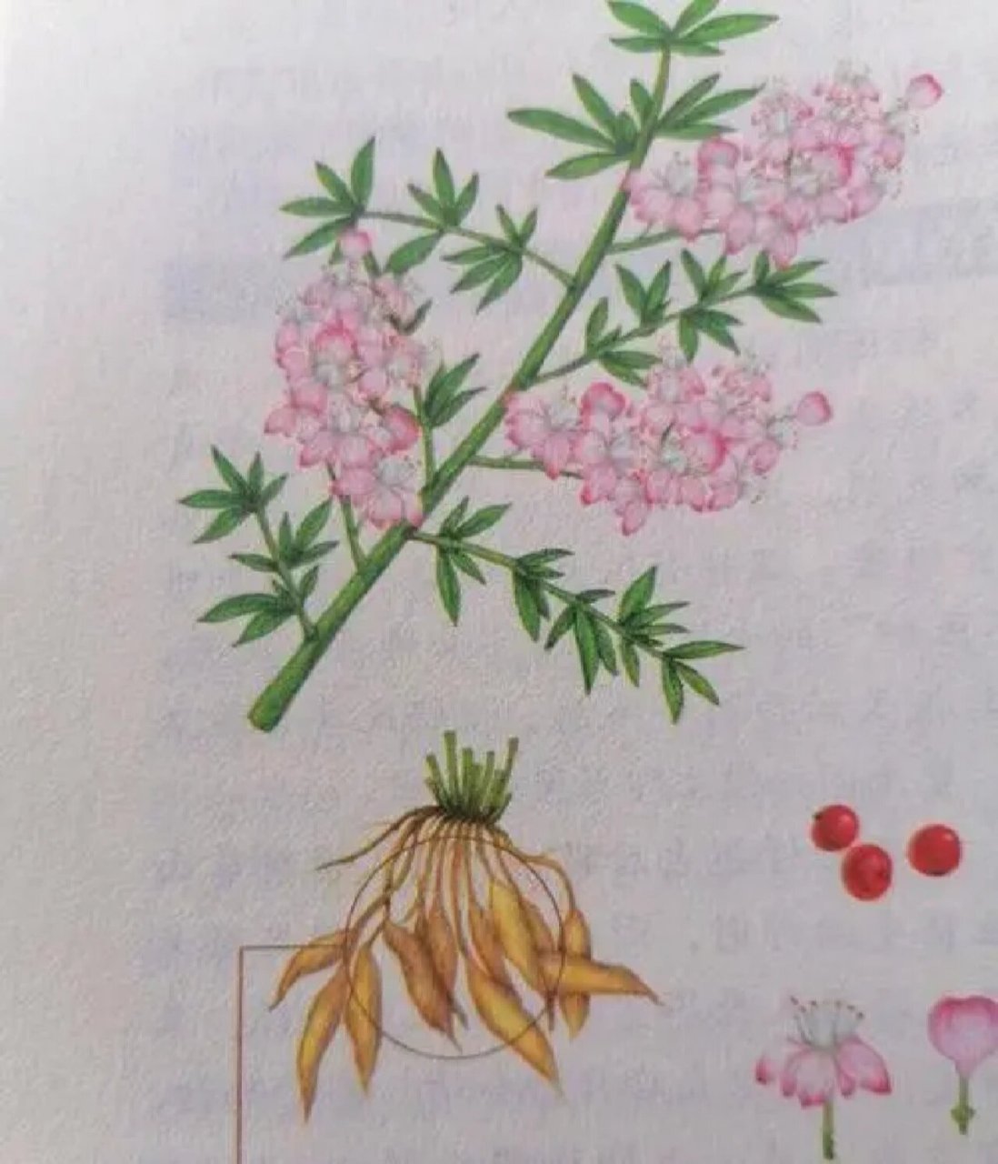 每天认识一味中草药【天门冬】 天门冬 别名:天冬 【性味归经】性寒