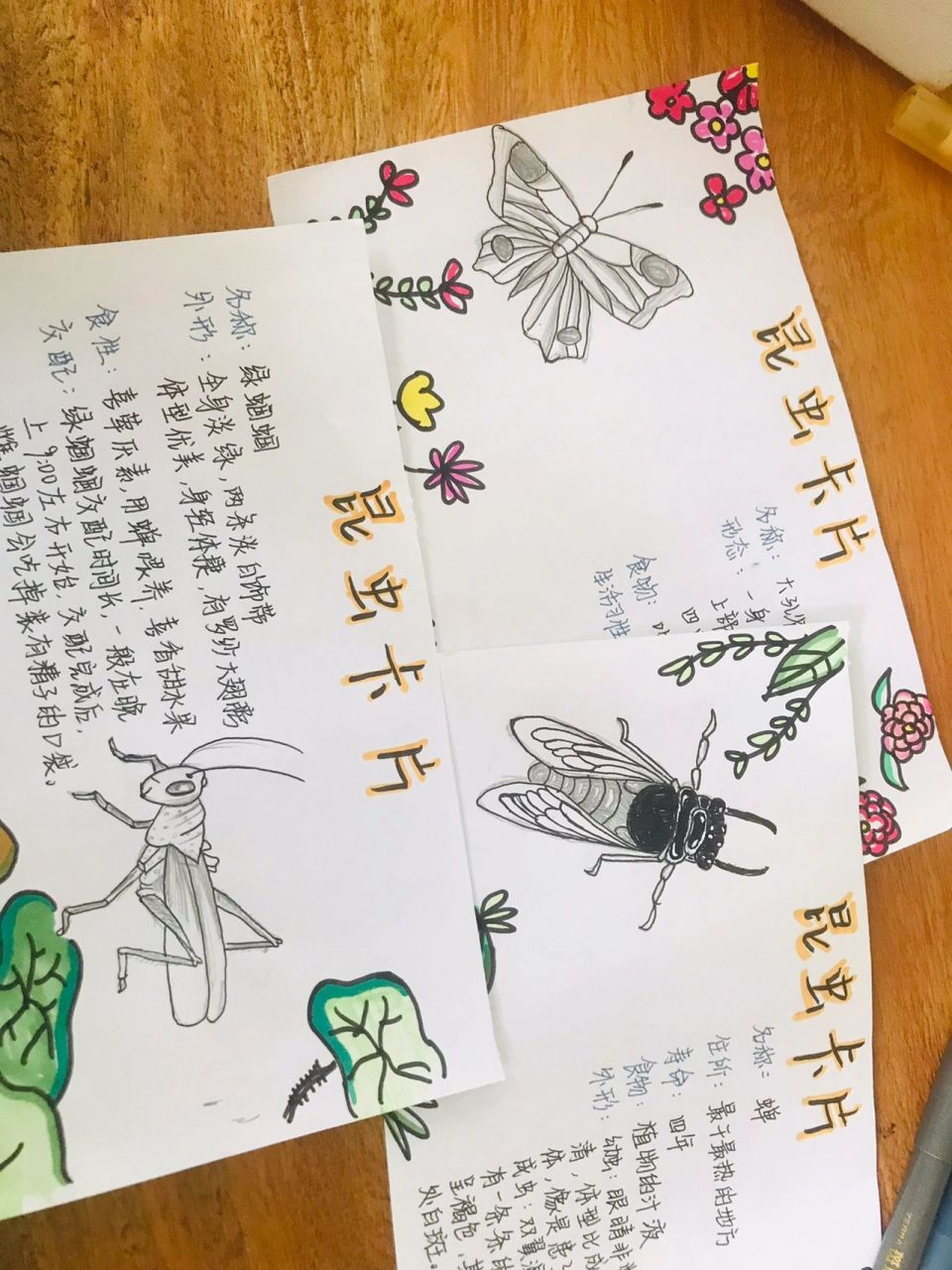 小学三年级昆虫记录卡图片