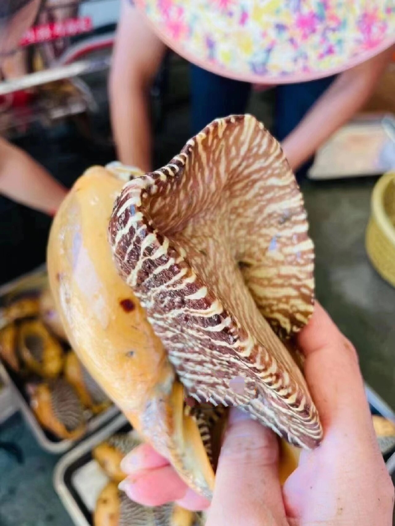 买回家的椰子螺如何处理?