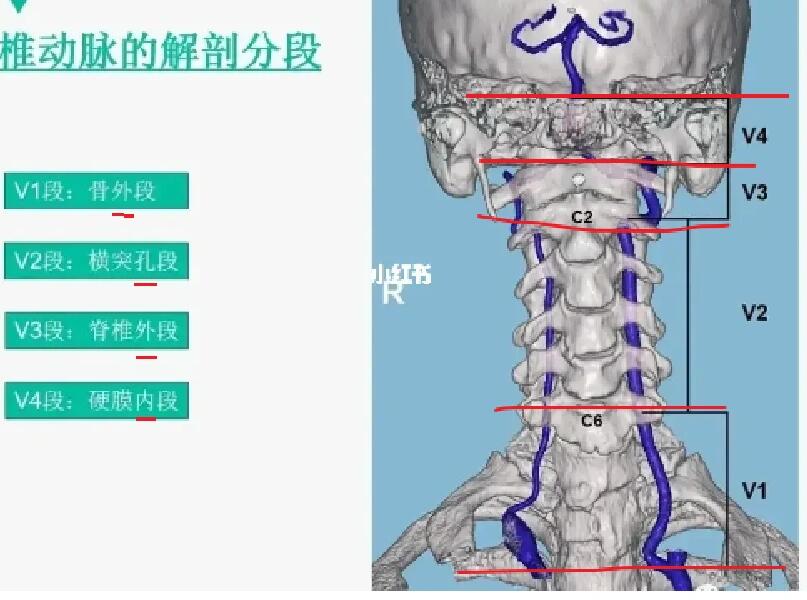 腰椎节段动脉解剖图片