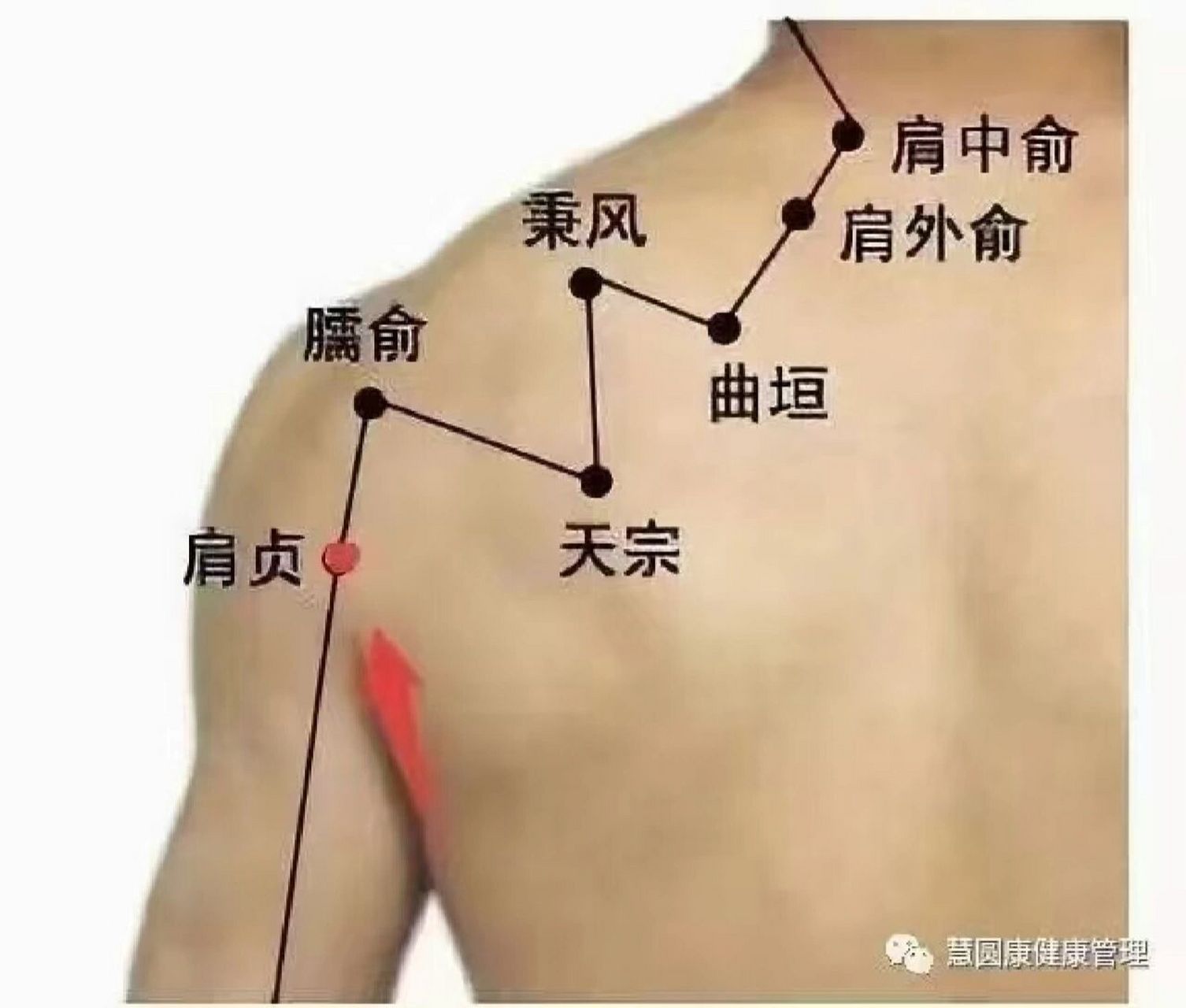 肩膀学位图解大全图片图片