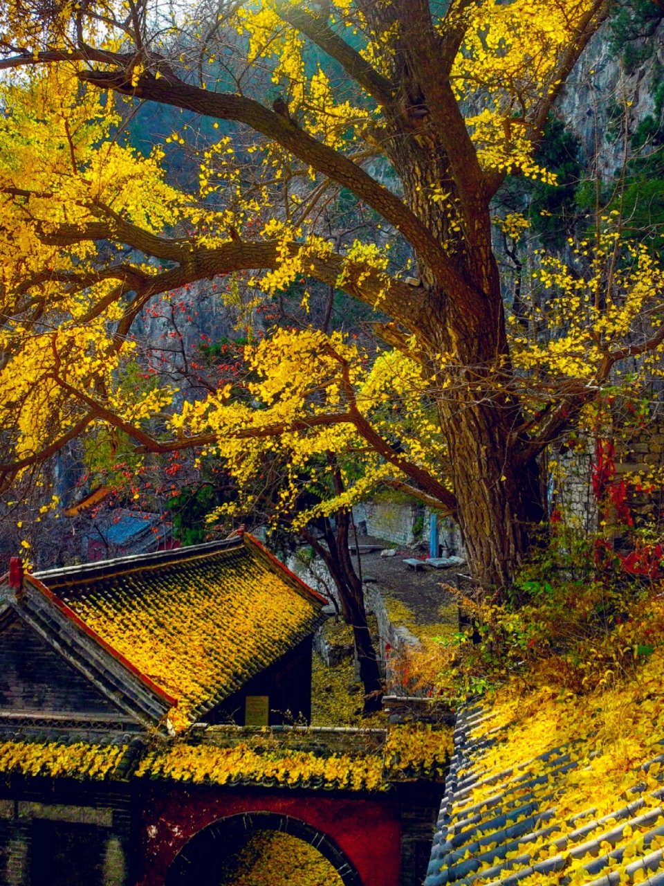 白石洞银杏位于淄博博山境内白石洞景区,每年此时,位于白石洞山上的