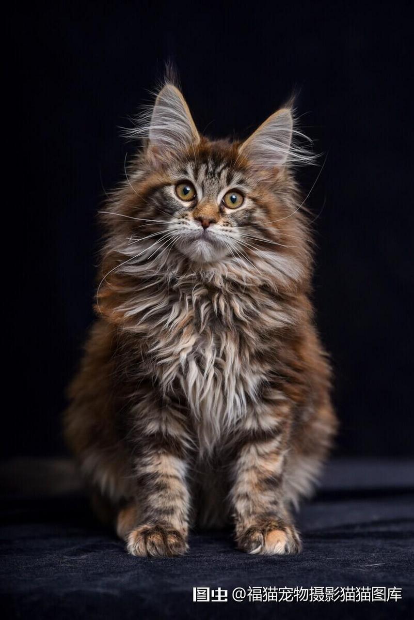 「缅因猫」 「猫」 「宠物摄影」 「宠物摄影师」