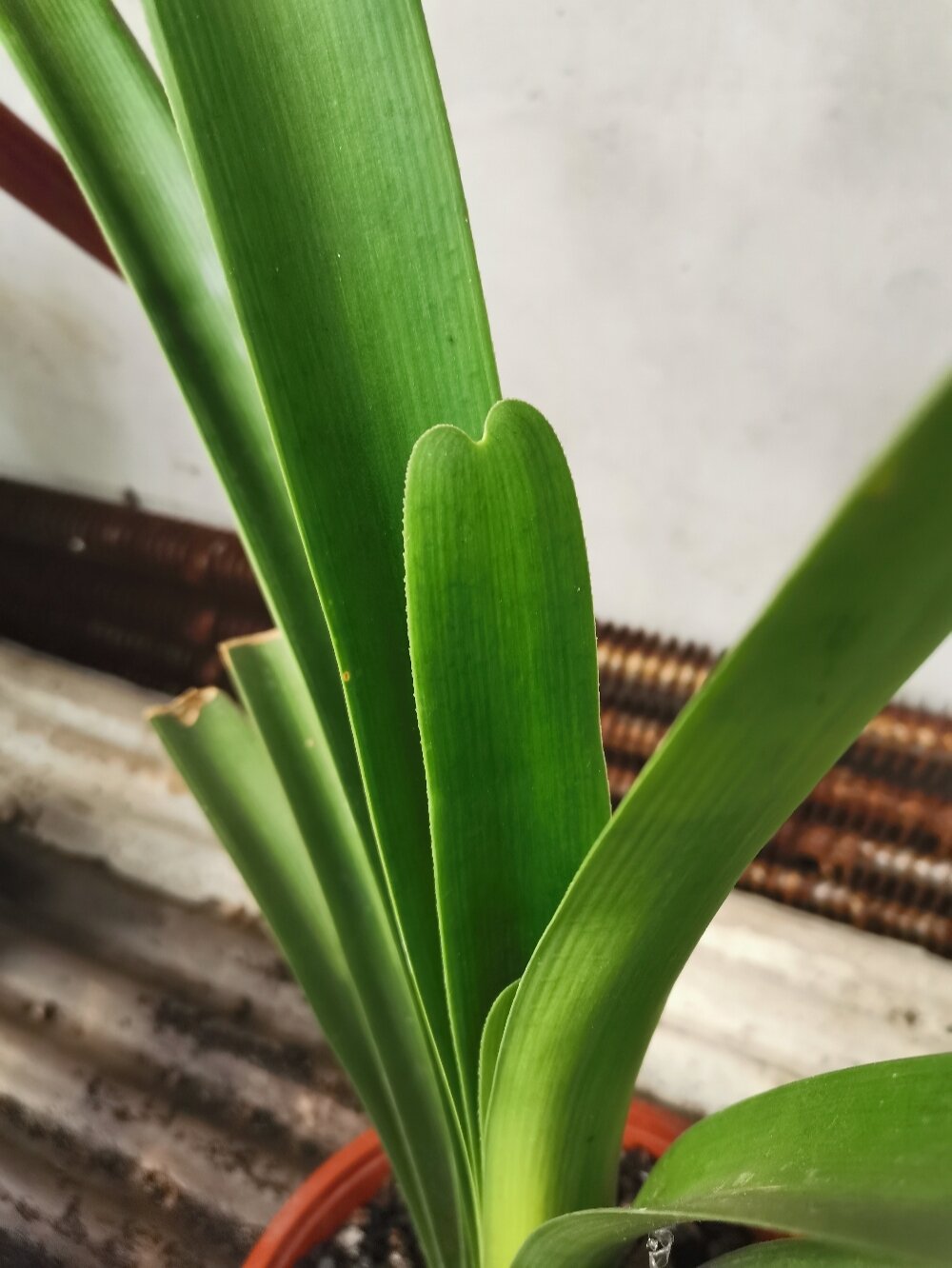 南非纯种血毛兰 红花红花正红花6015 红球红球种球红6015