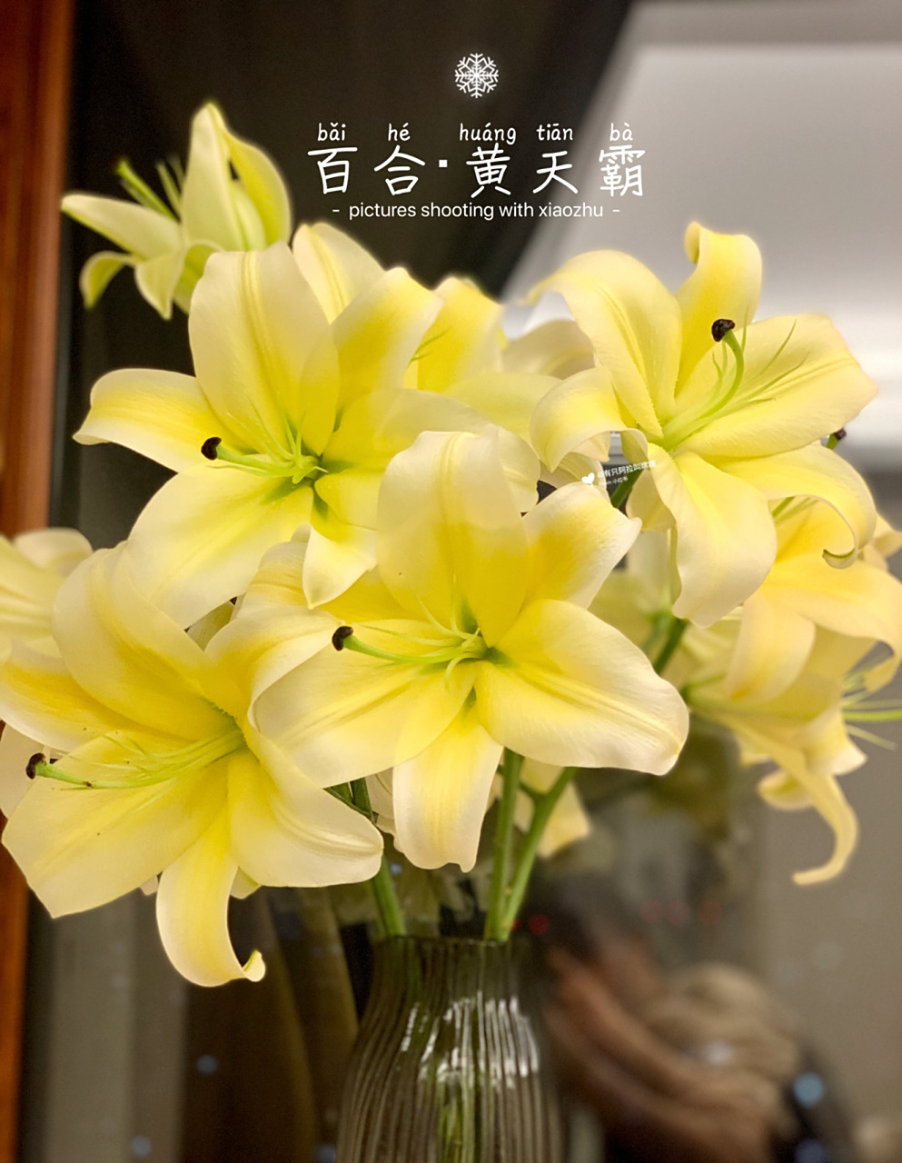 百合 黄天霸 太香太香了,上头 买了10只,花瓶里是插了5的效果!