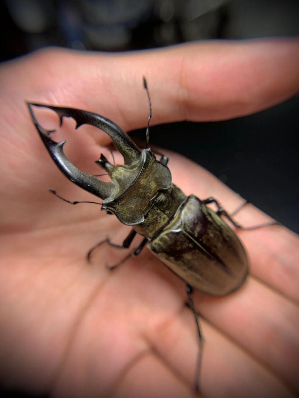 藏深山锹甲～ 大个体的指名亚种,产于四川凉山～[偷笑]#昆虫# #锹甲