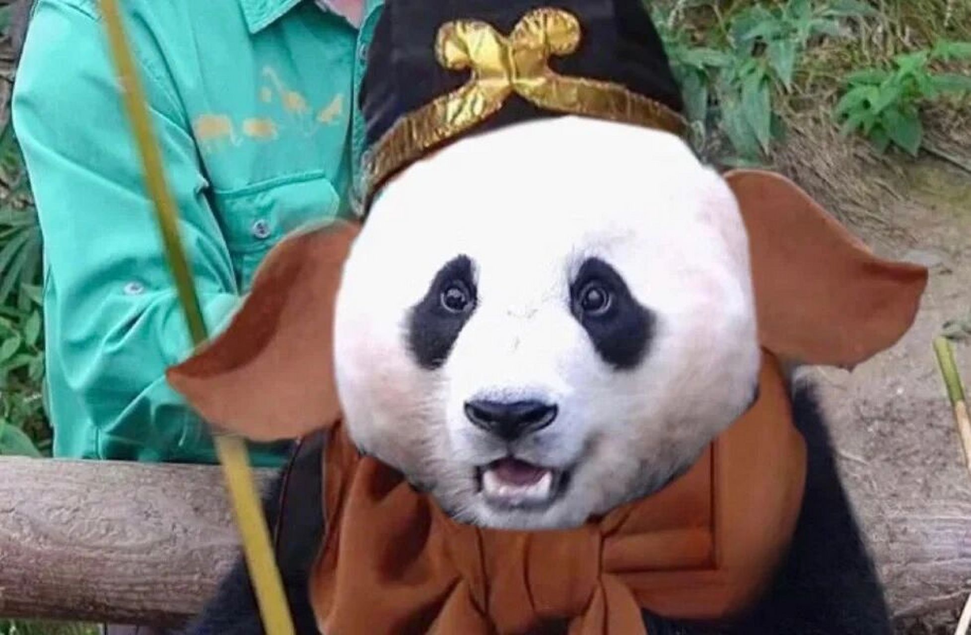 笑yue 了,cos 猪八戒,福宝vs 园润vs 花花 哈哈哈哈,网友真的巨有才