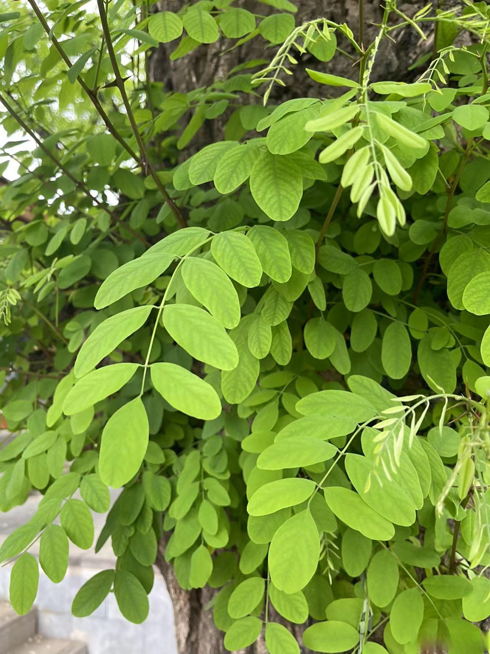 五一假期,去植物园转了一圈,一片葱茏,真是"孟夏草木长"啊