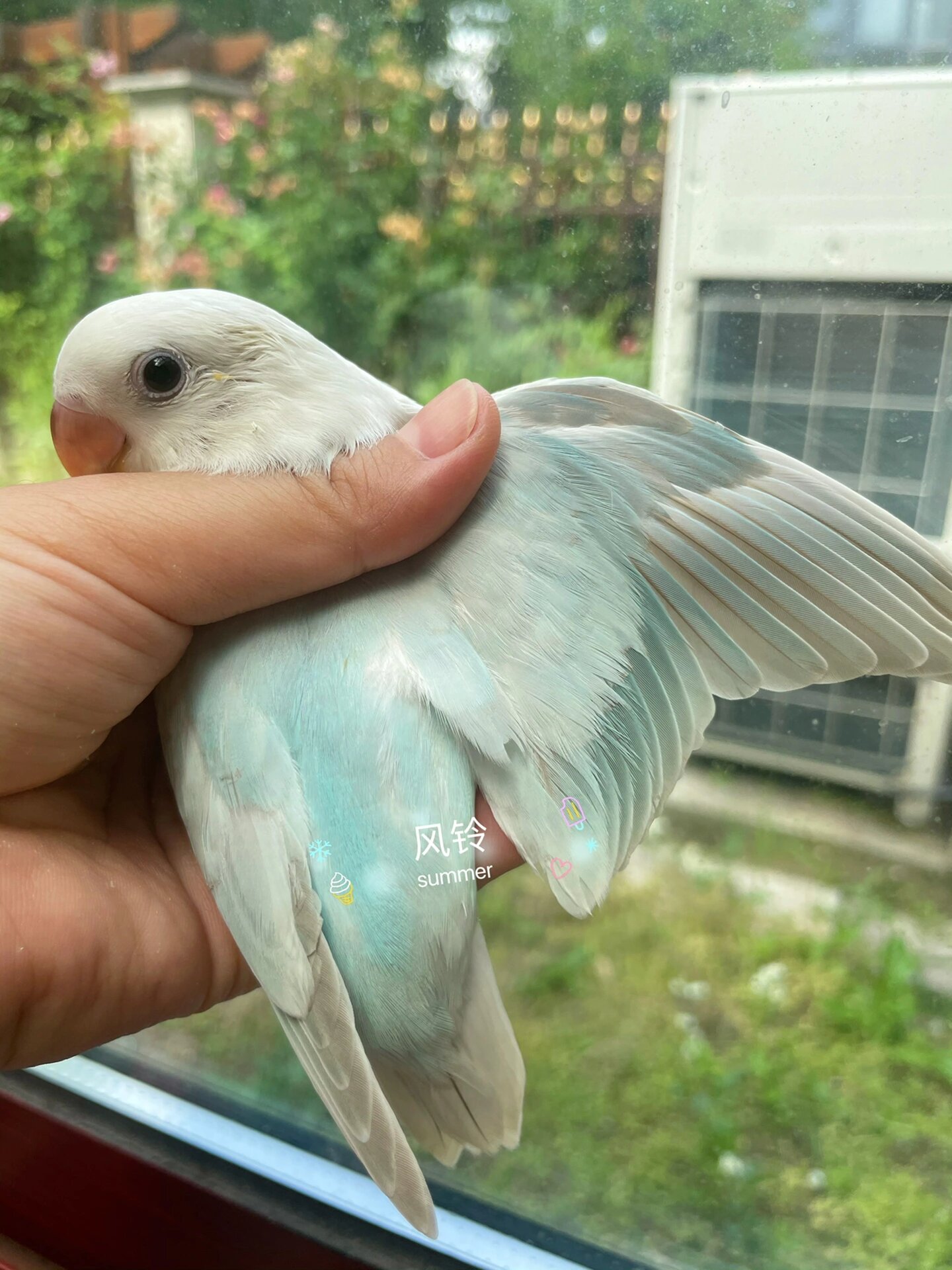 牡丹鹦鹉之松石伊莎