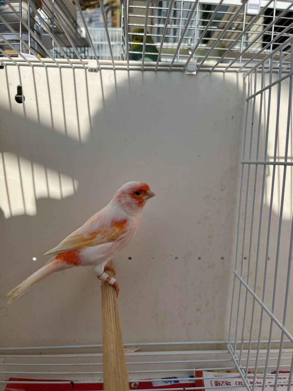 马赛克玉鸟 越来越好看了