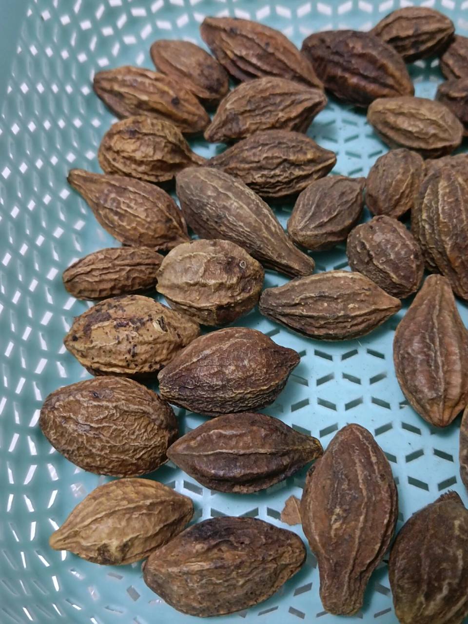 分享一个止咳神果:诃子(柯子),止咳,治白发.