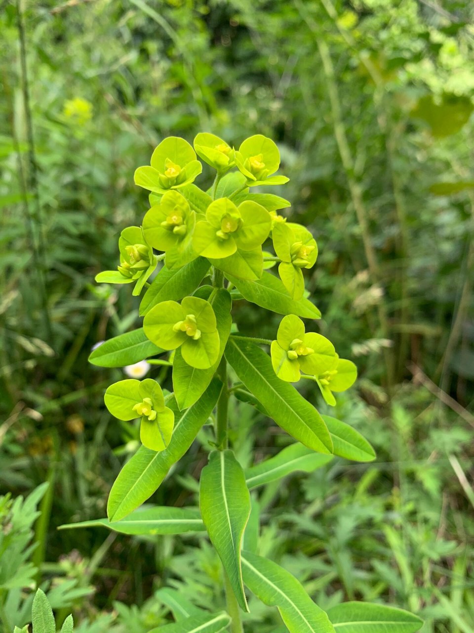 7月|秦岭草木|大戟 以前看植物图鉴时,总觉得大戟和泽漆很像,但一直无