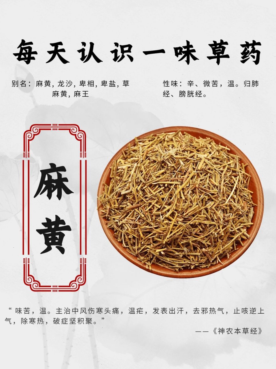 每天认识一味药【麻黄】炙麻黄 麻黄,中药名,为中药中的发散风寒药,是