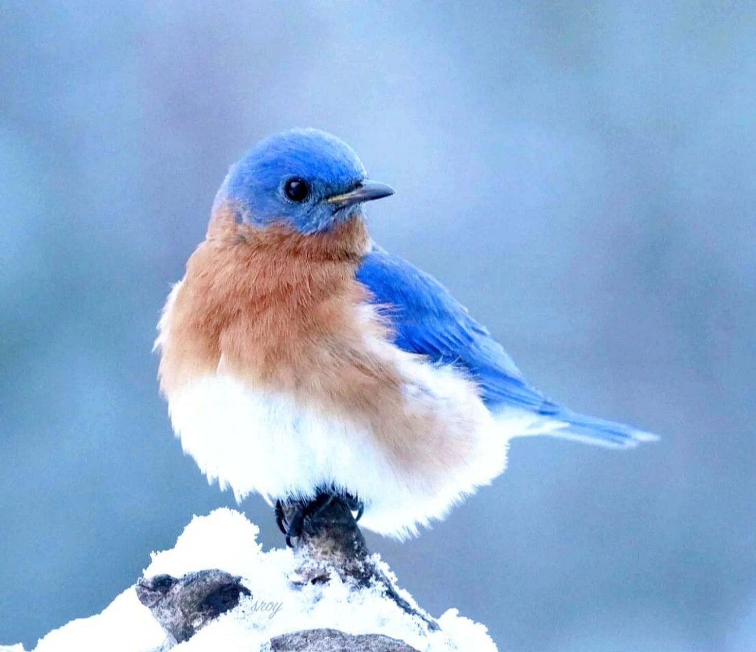 蛋比人出名系列|知更鸟的爱情92蒂芙尼蓝 蓝知更鸟 91蓝色知更鸟