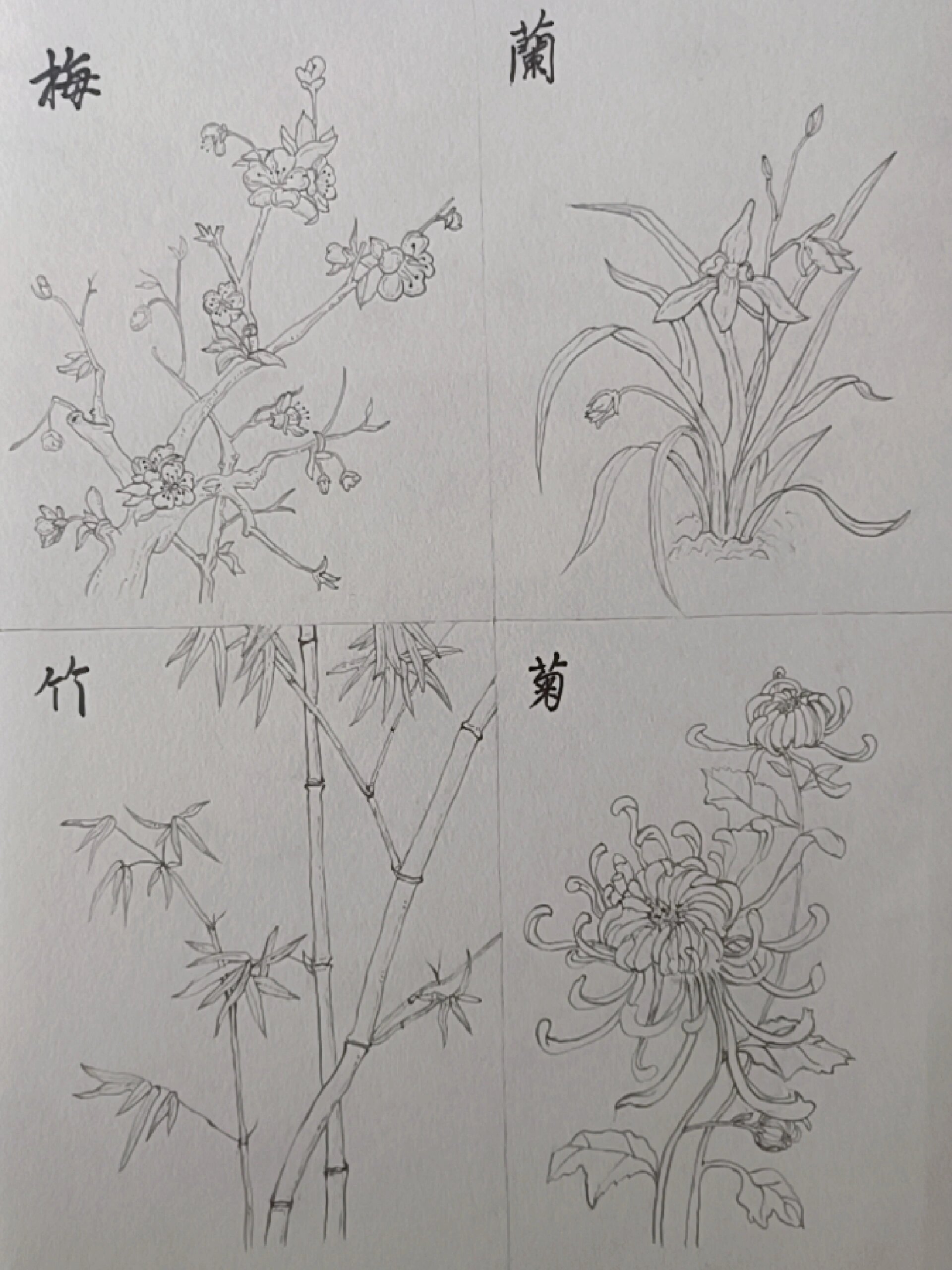 花中四君子梅兰竹菊