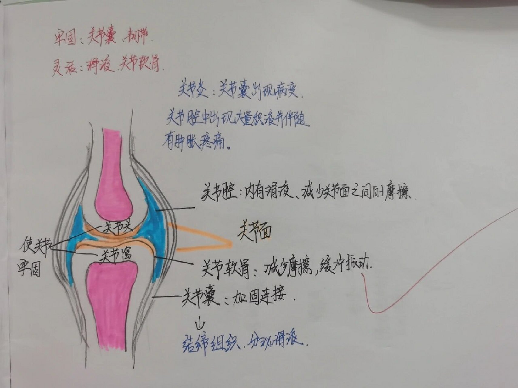 生物人体关节结构图图片