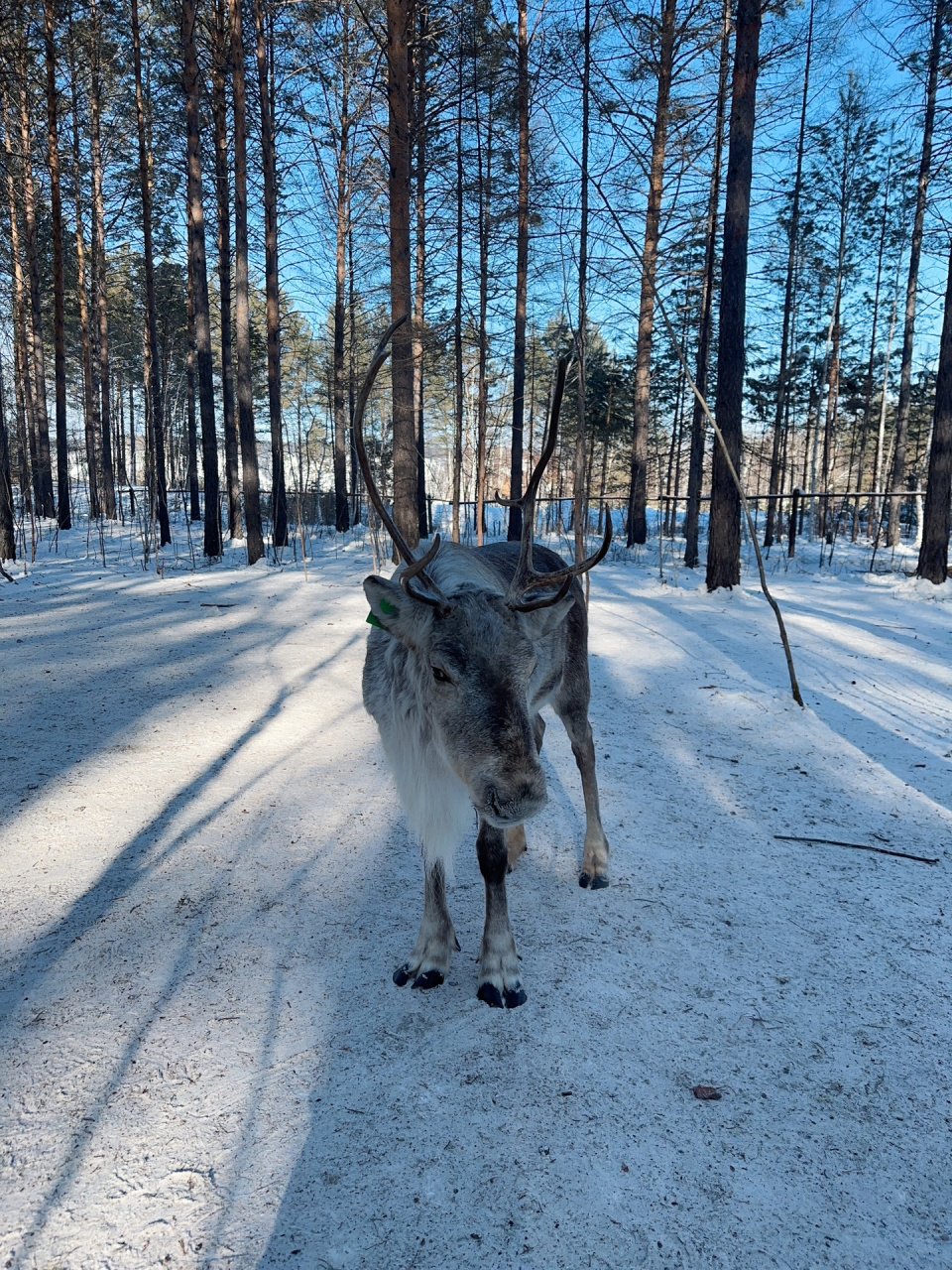 漠河北极村攻略(一) 入住酒店后,先去驯鹿园,图1-2,村子不是那么大,都