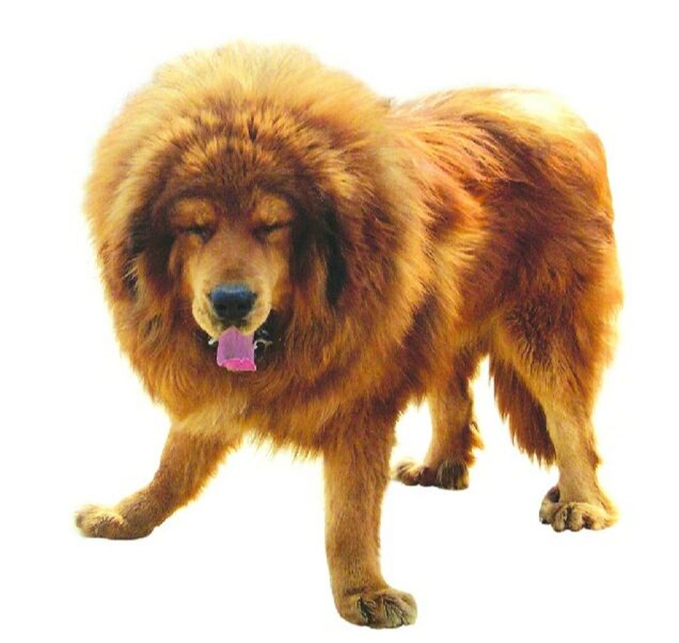 出售纯种藏獒幼犬 出售纯种藏獒幼犬 白色红色铁包金色藏獒犬 狮头