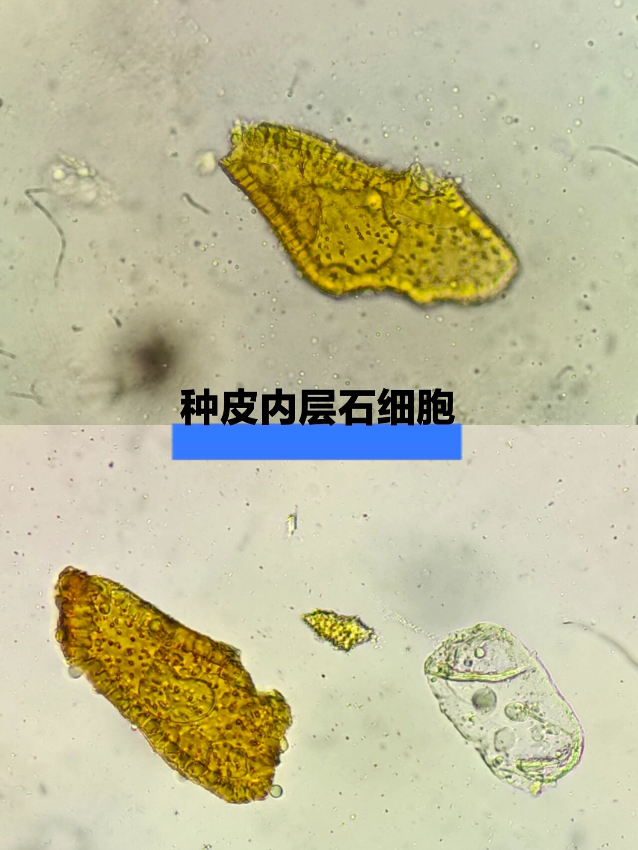 麻黄显微特征图图片