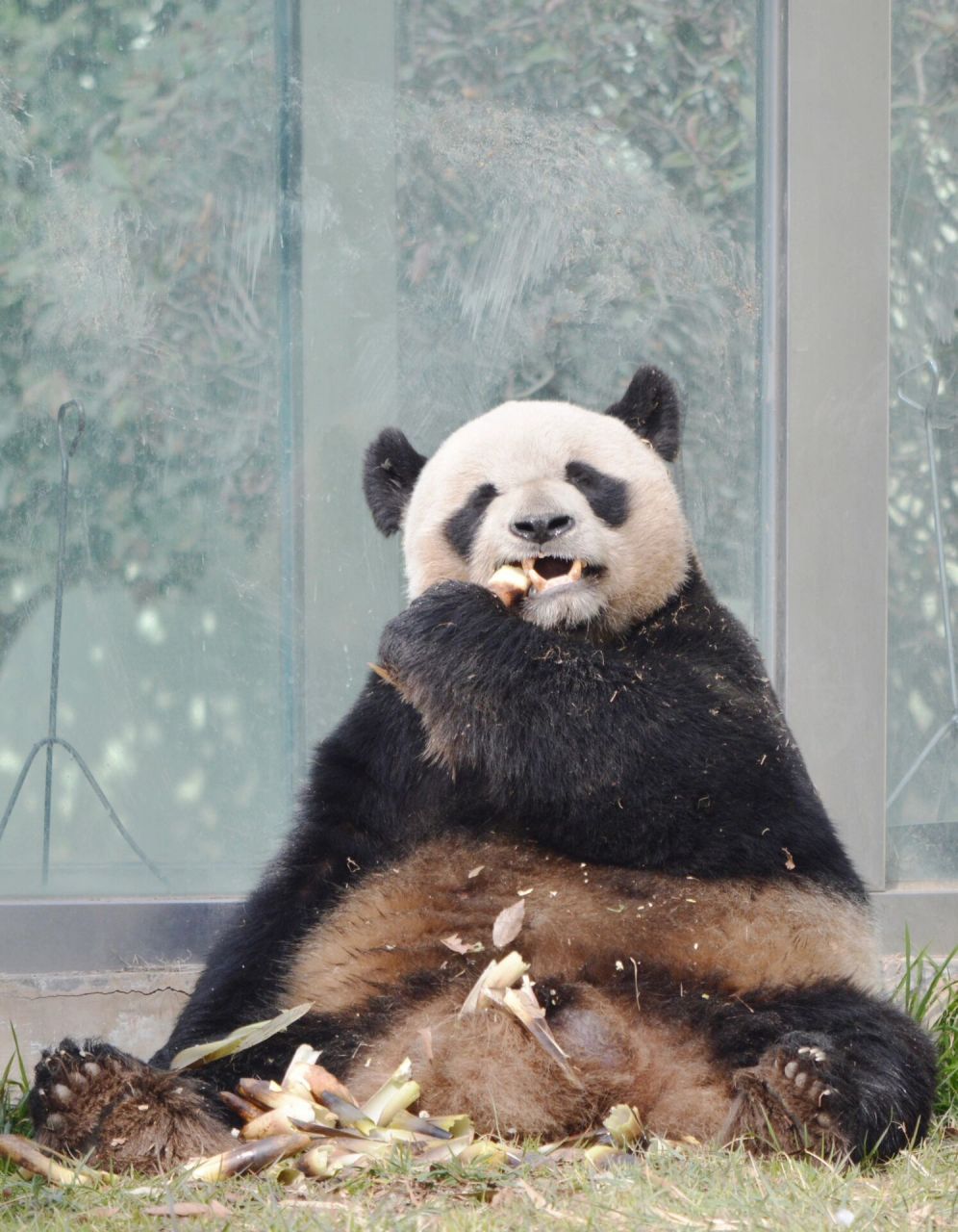 青岛动物园小熊猫馆图片