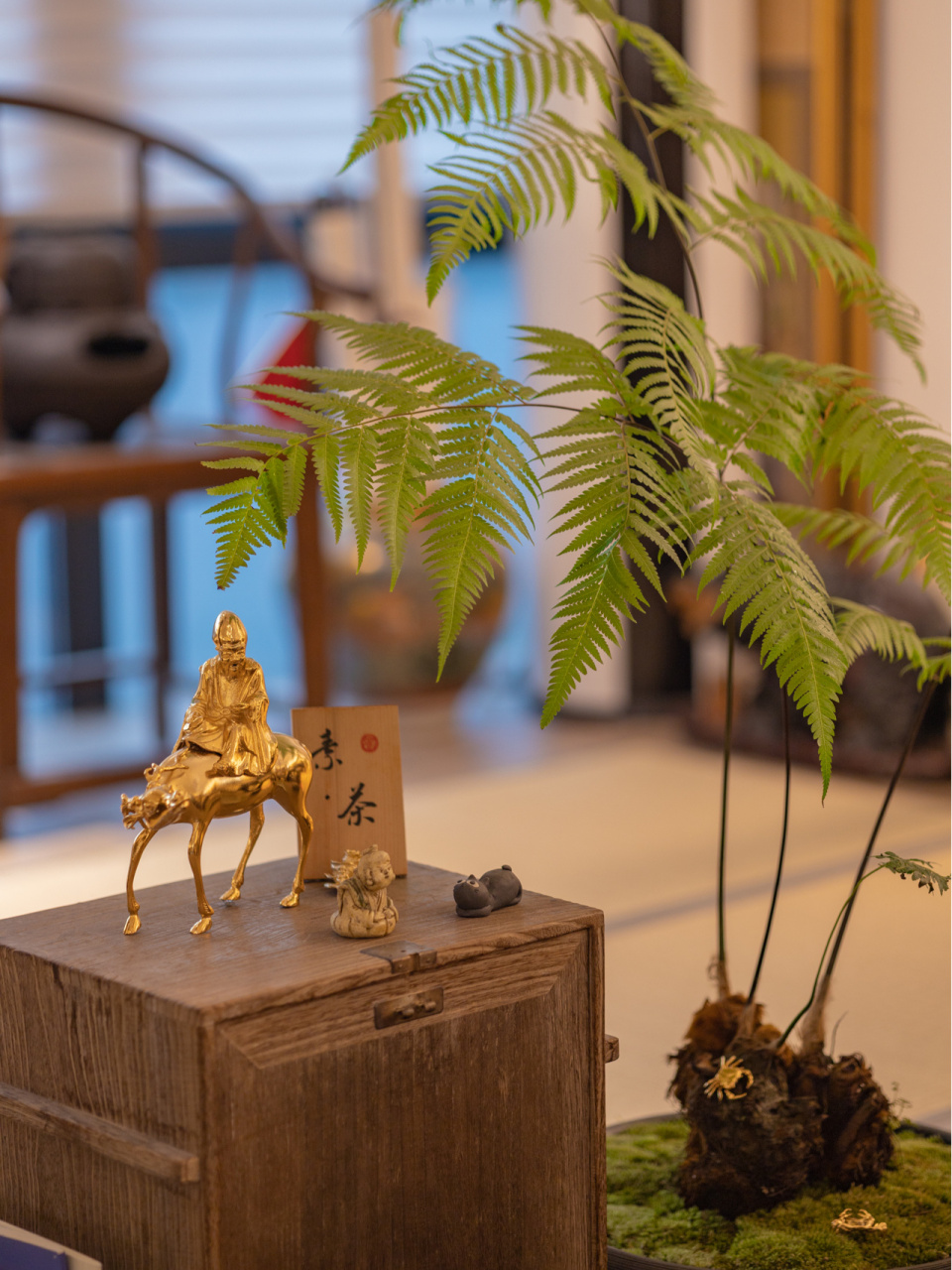 金毛狗蕨就是懒人植物,3种水培方法详谈 之前答应大家介绍一下金毛狗