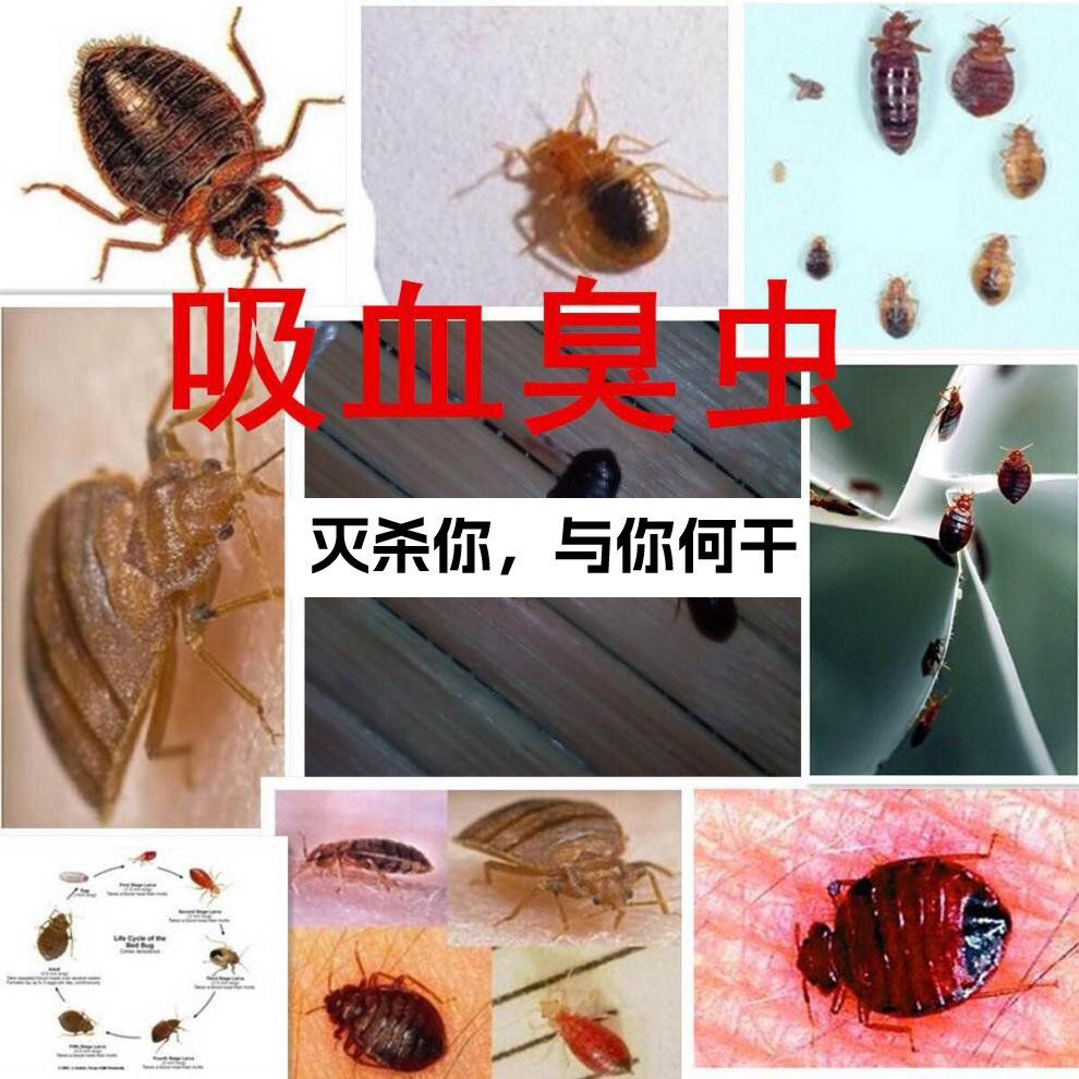 臭虫液体碰到皮肤变黄图片