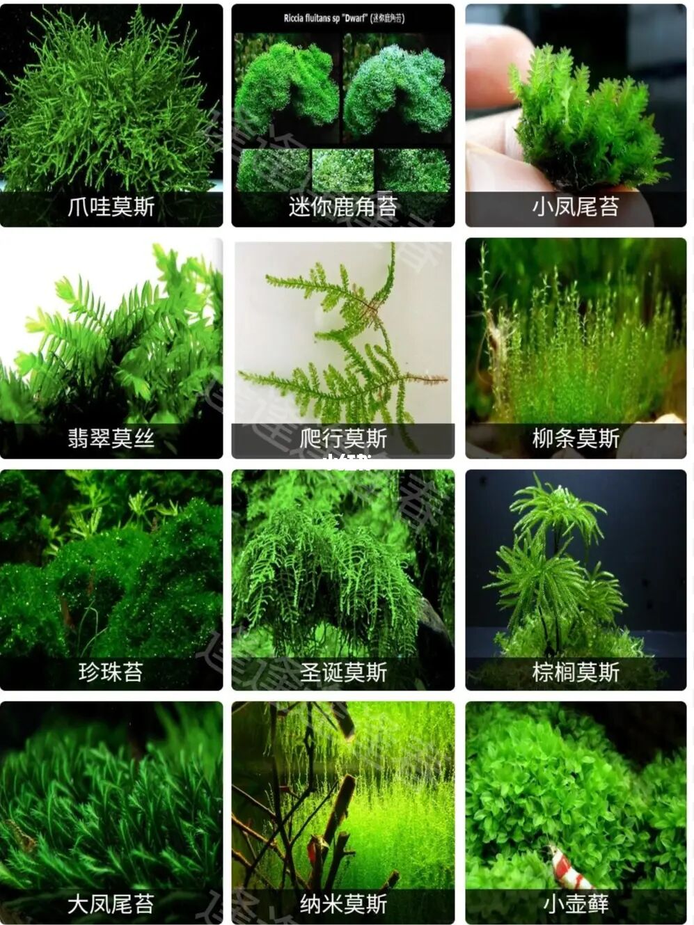 水草大全4(莫斯类