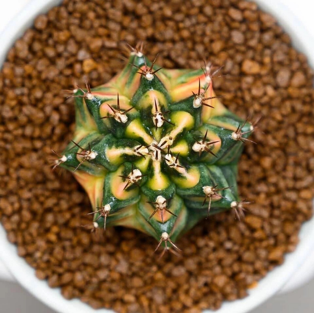 米哈仙人球的世界是五彩缤纷,五颜六色的.