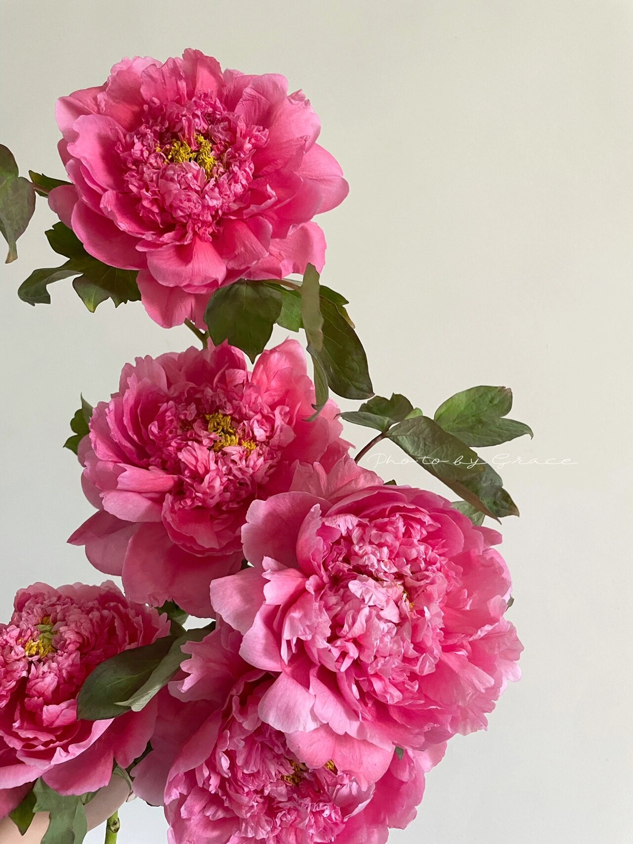 国产牡丹|大胡红