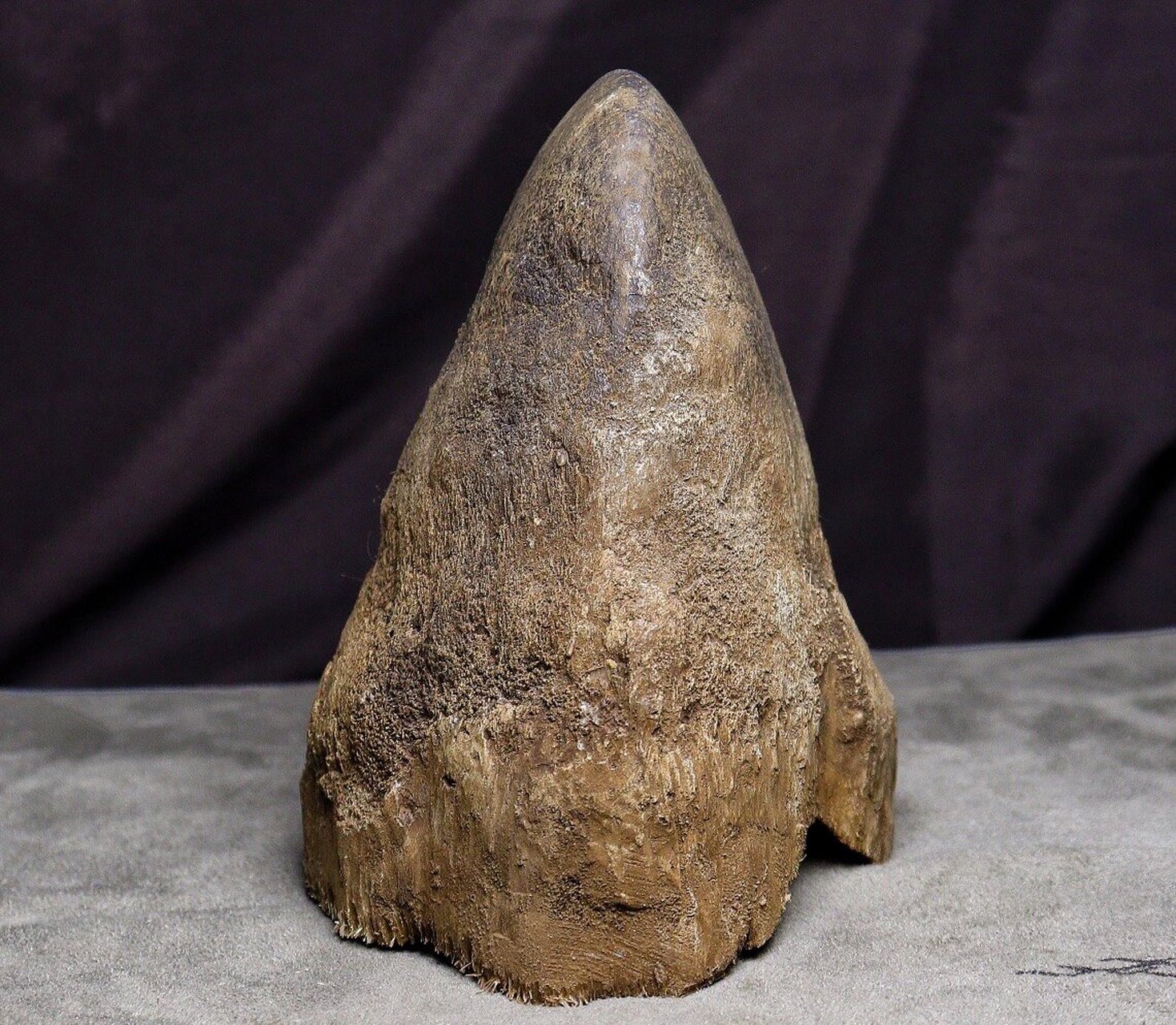 披毛犀角完全合法的.