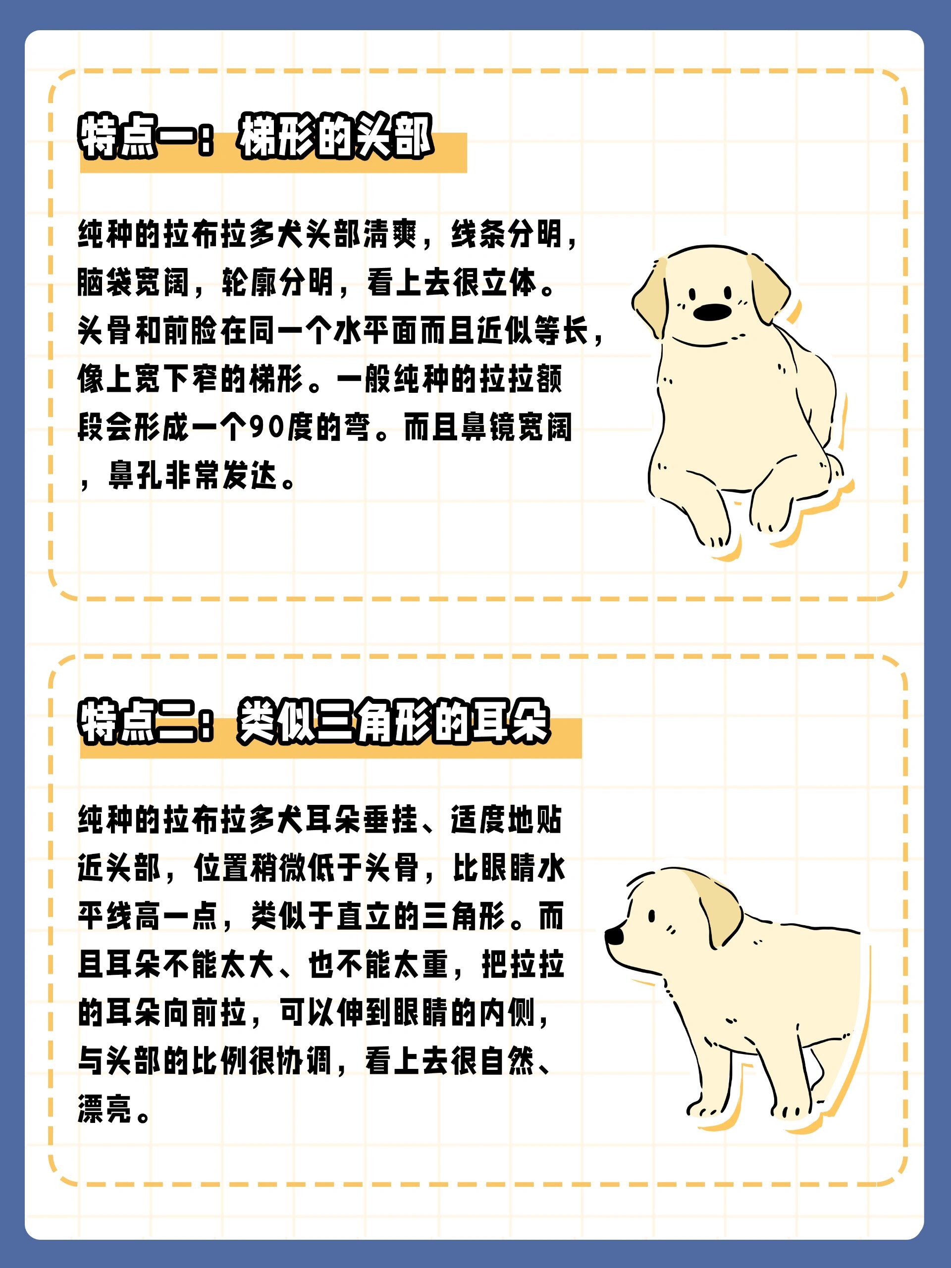 纯种7515拉布拉多的特征,你养的纯吗71