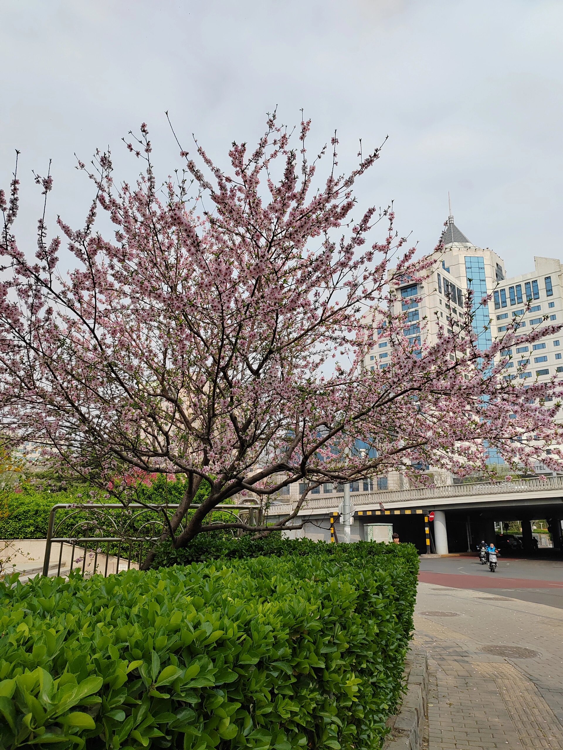 每日一花(单粉桃) 单粉桃: 花期: 单瓣桃花是观赏桃里最早开花的种类.
