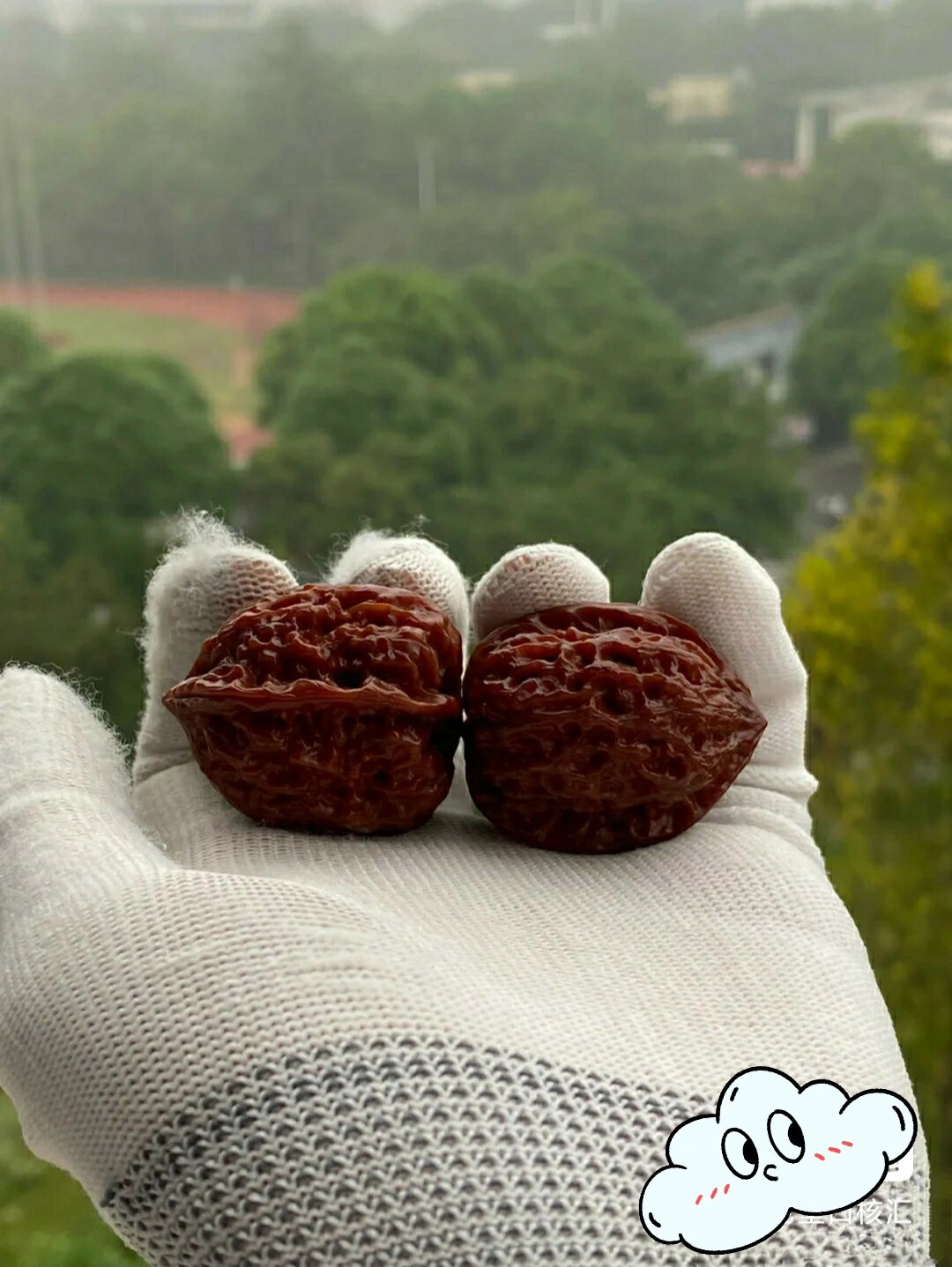 文玩核桃品种介绍(三十九)沈阳鸡心