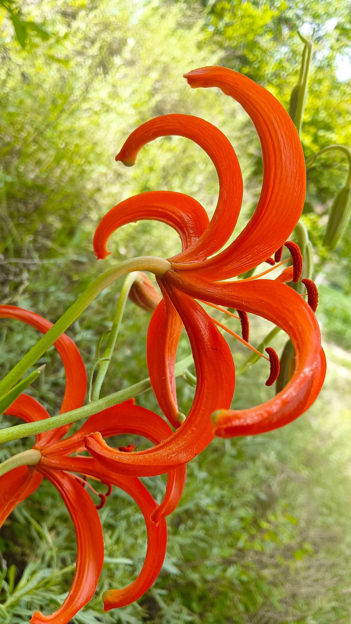 山丹丹开花红艳艳