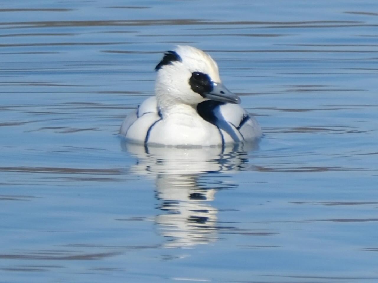 熊猫鸭(斑头秋沙鸭)|颐和园 嘿嘿 再拍颐和园熊猫鸭 感觉熊猫鸭环境都