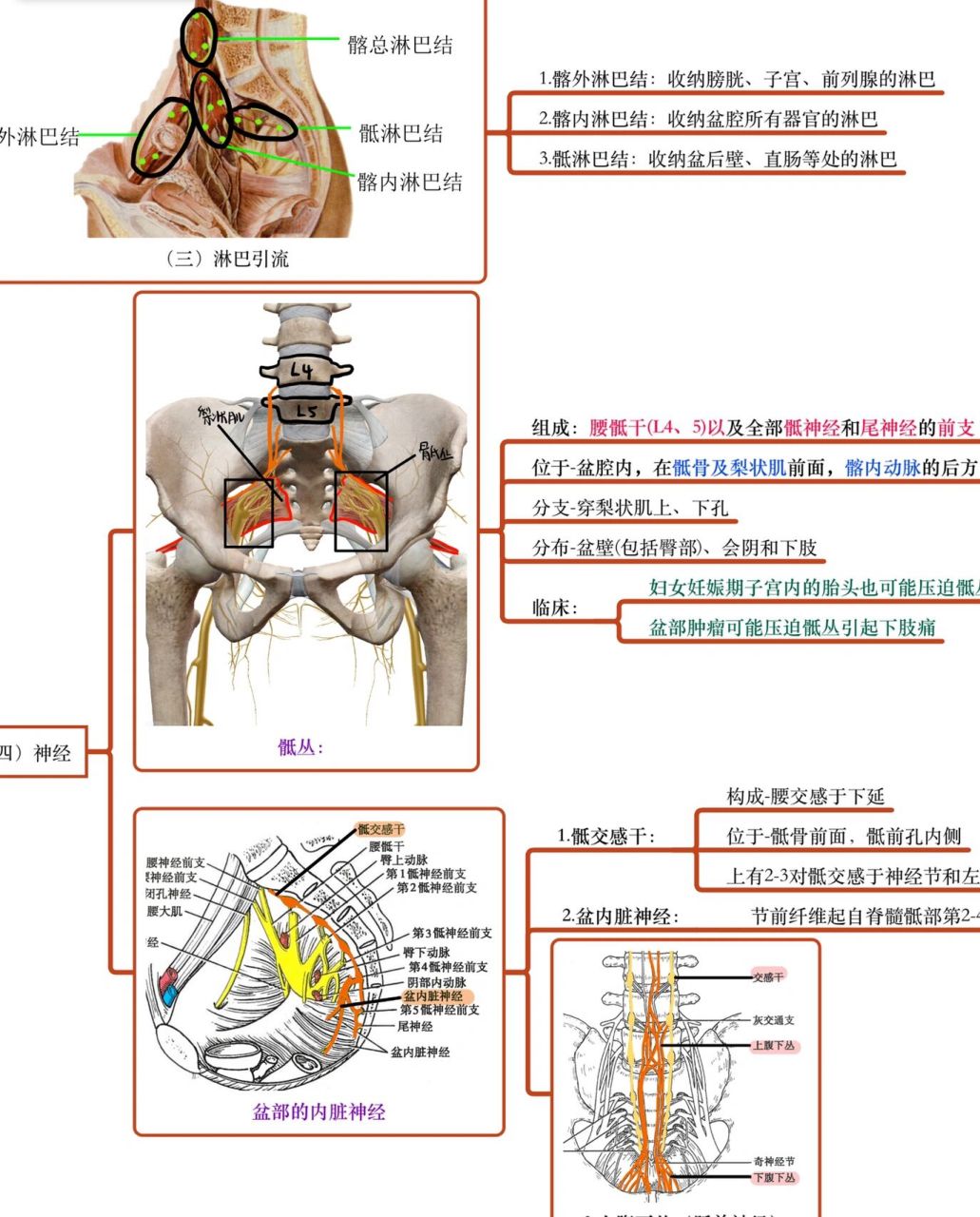 髂骨最高点图片