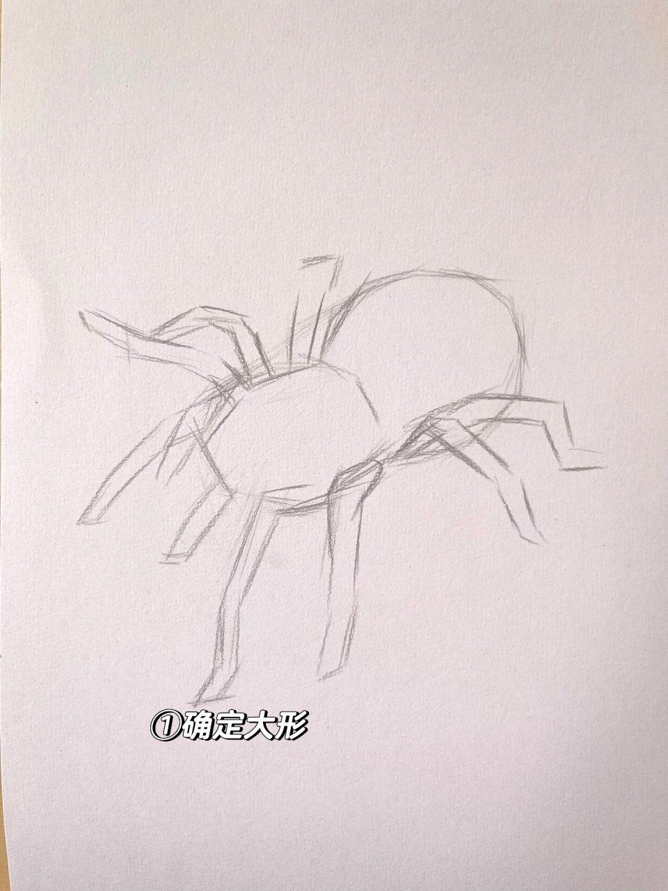 教程 材料:✏️铅笔,📋素描纸,橡皮擦,纸巾 1,先大概定好蜘蛛的