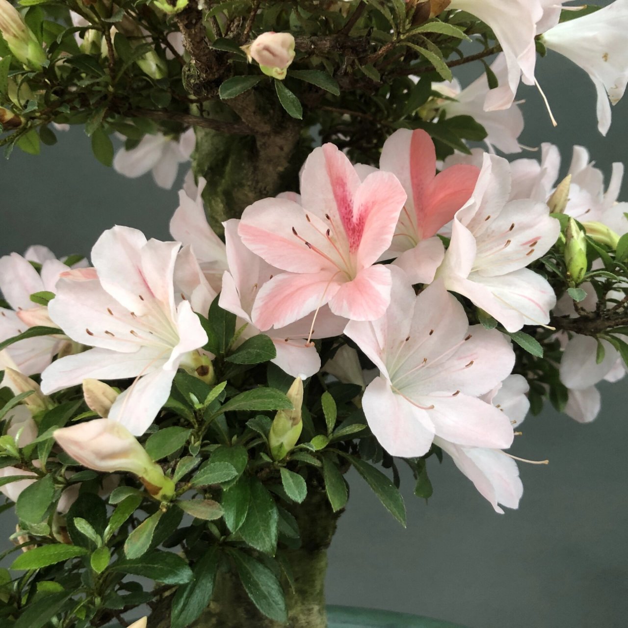 皋月杜鹃～日光 #植物# #花草# #皋月杜鹃# #盆景# #盆栽