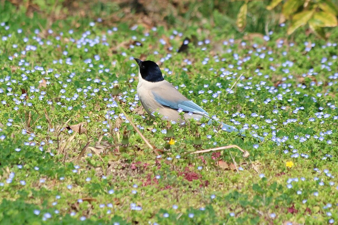 今日识鸟:灰喜鹊
