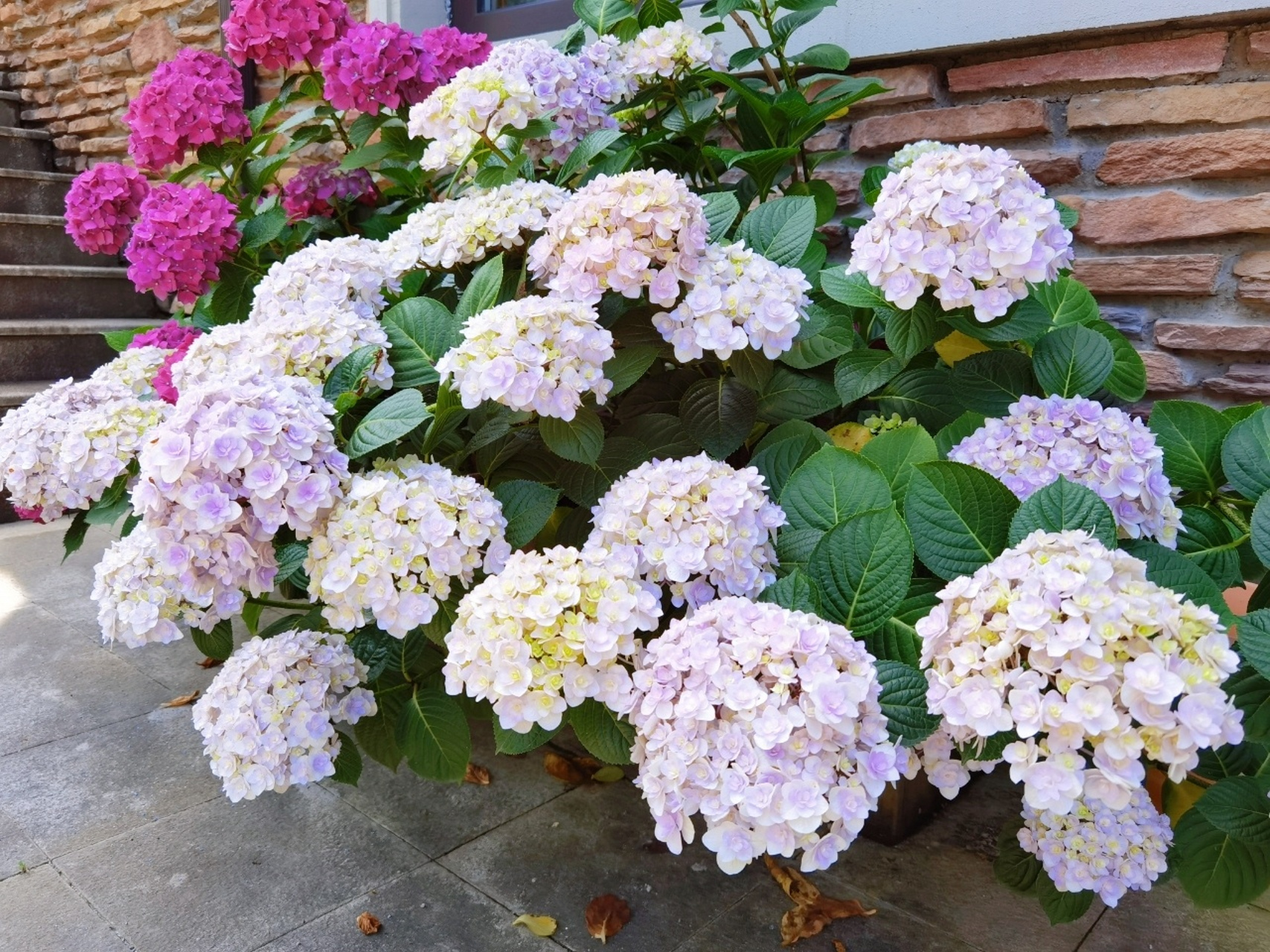 绣球|玉段花太太太美啦～ 我家玉段花开爆的第二年