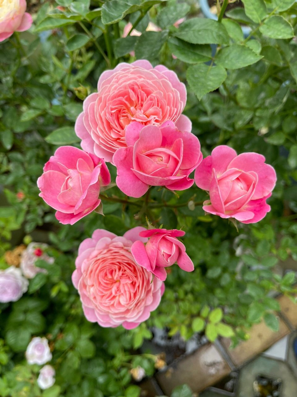 月季"和室" 和室,梦光环的芽变品种,分支行强,多头群来,耐热性很不错