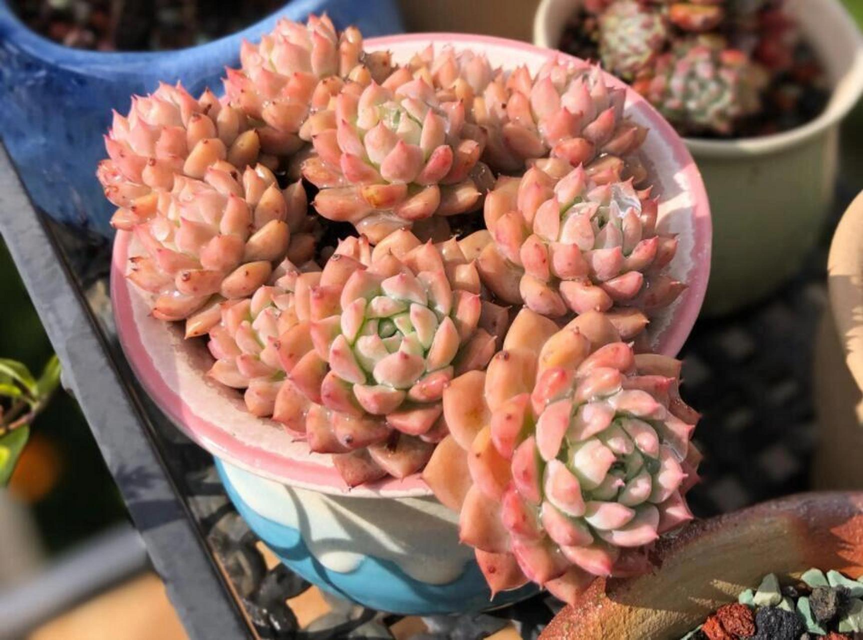 耶,粉蔓就是多肉中为数不多的带有香味的植物哦~ 粉蔓:景天科拟石