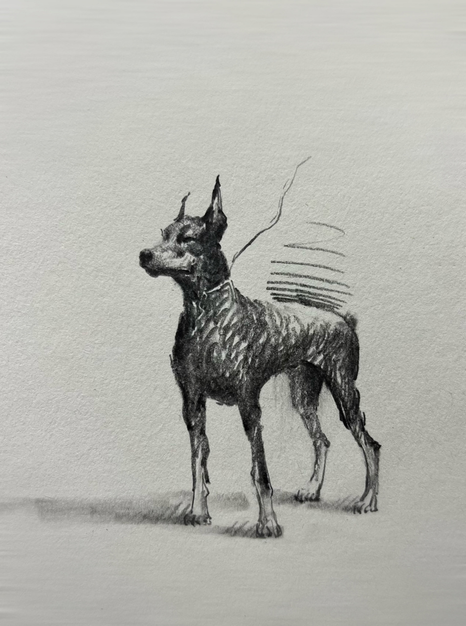 再给大家带来一组帅气的杜宾小画,画杜宾,线条一定要果断肯定,大笔