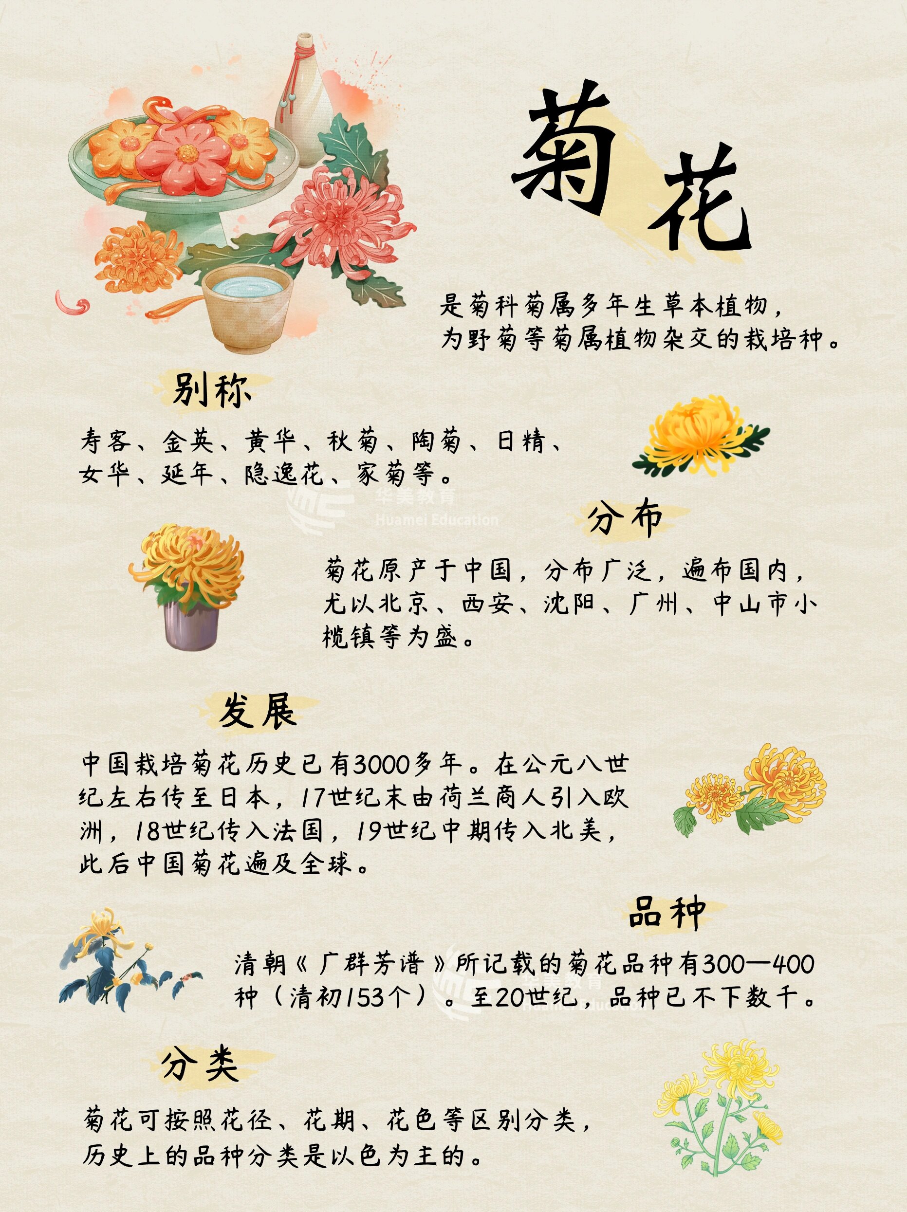 菊花的寓意图片