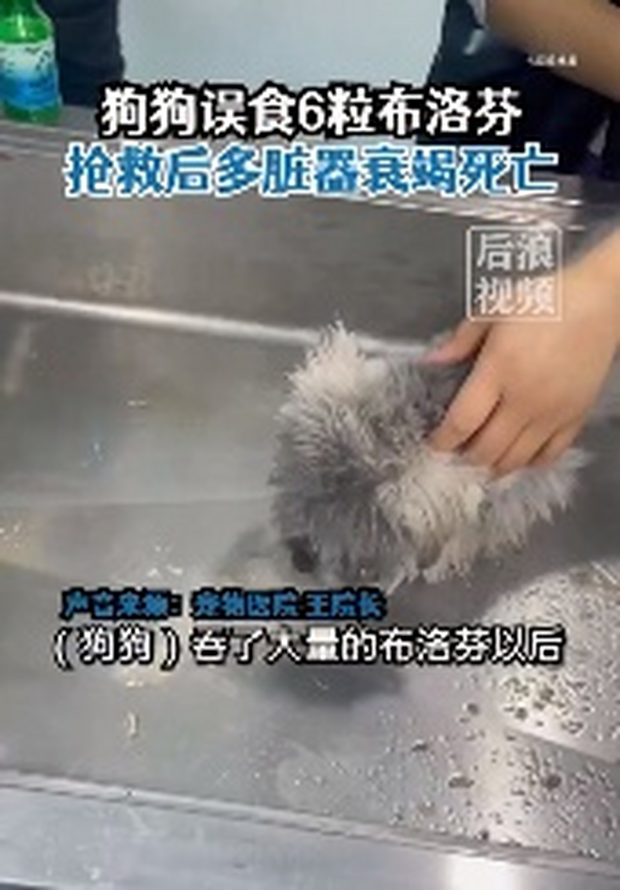 小狗误食6粒布洛芬器官衰竭死亡#是药三分毒,谁会想吃药呢[二哈]狗 